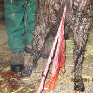 Eine Ponystute mit einem Nachgeburtsverhalten: die Nabelschnur [rot] und der äußere Sack der Nachgeburt [grün und blau]