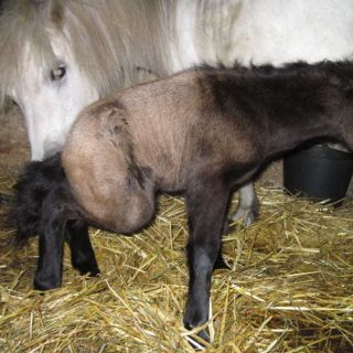 tierarzt-fiorito-fohlen-03.jpg