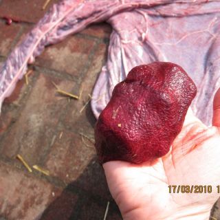 Die äußere Fläche des äußeren Sacks ist wie Samt und bindet sich fest an das Innere der Gebärmutter