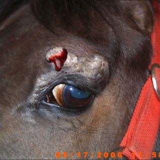 Ein Equines Sarkoid am oberen Augenlid kurz vor der chirurgischen Entfernung