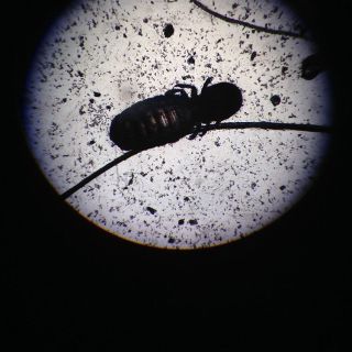 tierarzt-fiorito-parasiten-04.jpg