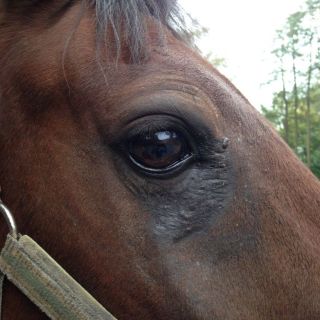 tierarzt-fiorito-augen-05.jpg