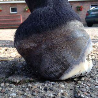 Der selbe Huf nach der Entfernung des losen Hornes
