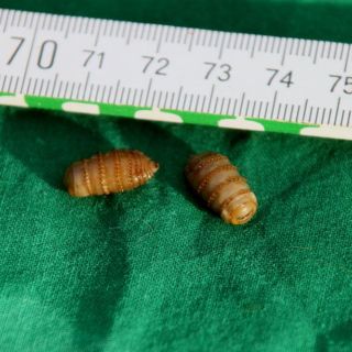 Gasterophilus intestinalis: zwei Larven der Magendasselfliege