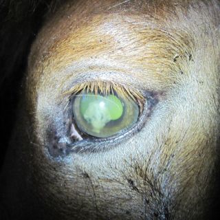 tierarzt-fiorito-augen-06.jpg