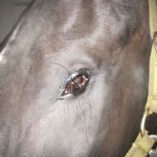 tierarzt-fiorito-augen-10.jpg