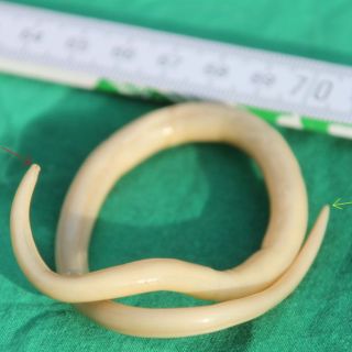 Parascaris equorum (Spulwurm); Gesamtlänge ca. 25cm, Mundöffnung [rot] und Anus [gelb]