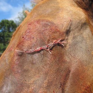 tierarzt-fiorito-augen-08.jpg