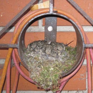 tierarzt-fiorito-schoen-und-lustig-07.jpg