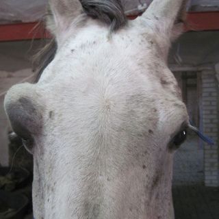 tierarzt-fiorito-augen-07.jpg