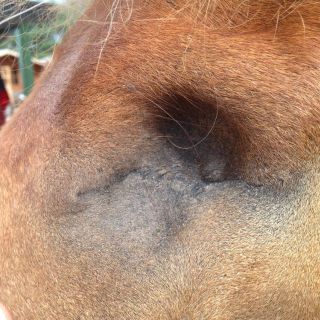 tierarzt-fiorito-augen-09.jpg