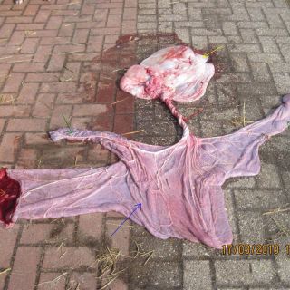 Die vollständige Nachgeburt (Placenta): Amnion (innerer Sack) [gelb], Nabelschnur [rot] und Allantocorion (äußerer Sack)