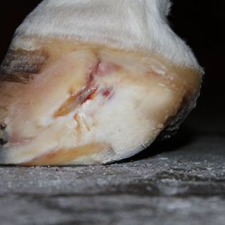 tierarzt-fiorito-beine-32.jpg